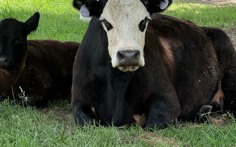 Angus Cross