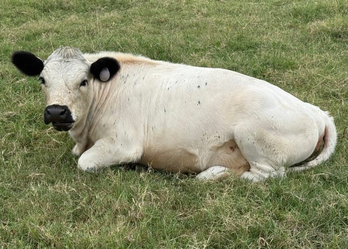British White Cattle