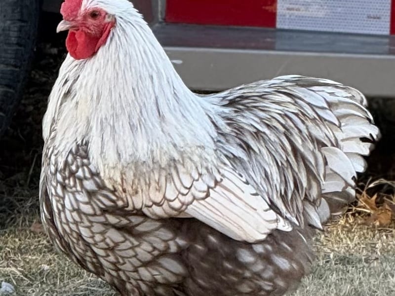 Chickens