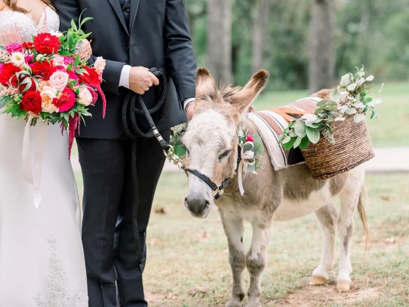 Donkeys