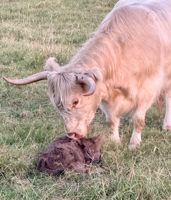 Highland Cattle