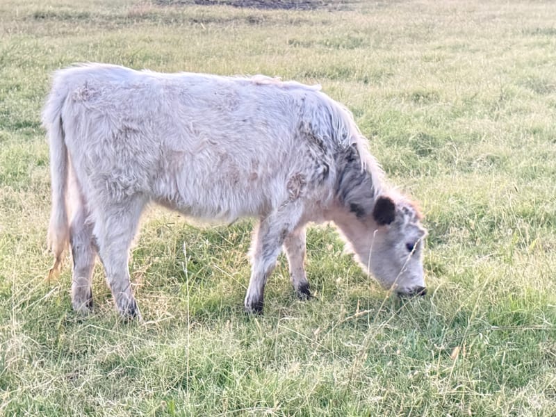 Highpark Cattle