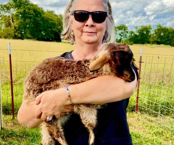 Pygora Goats