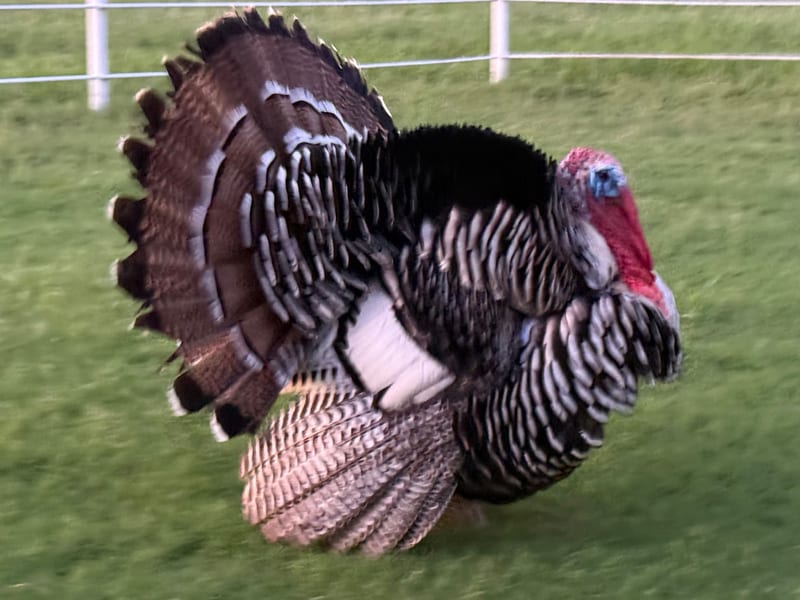 Turkeys