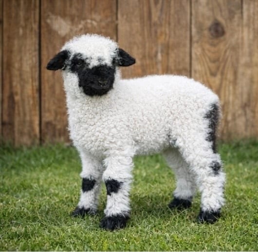 Valais Sheep